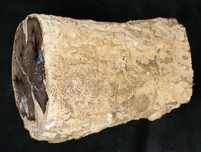 Polished Blue Forest Petrified Wood Limb ( oz) #16915